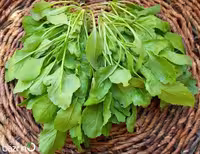 بذر شاهی برگ پهن