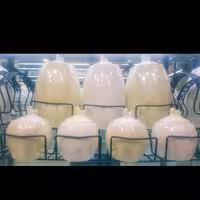 ست پاسماوری 8 پارچه برند هرمس کد 0010 سفید لیمویی