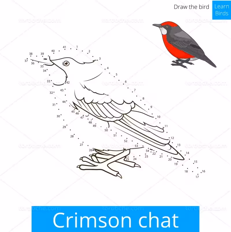 وکتور نقاشی با کیفیت بالا | گرافیک با طعم تربچه