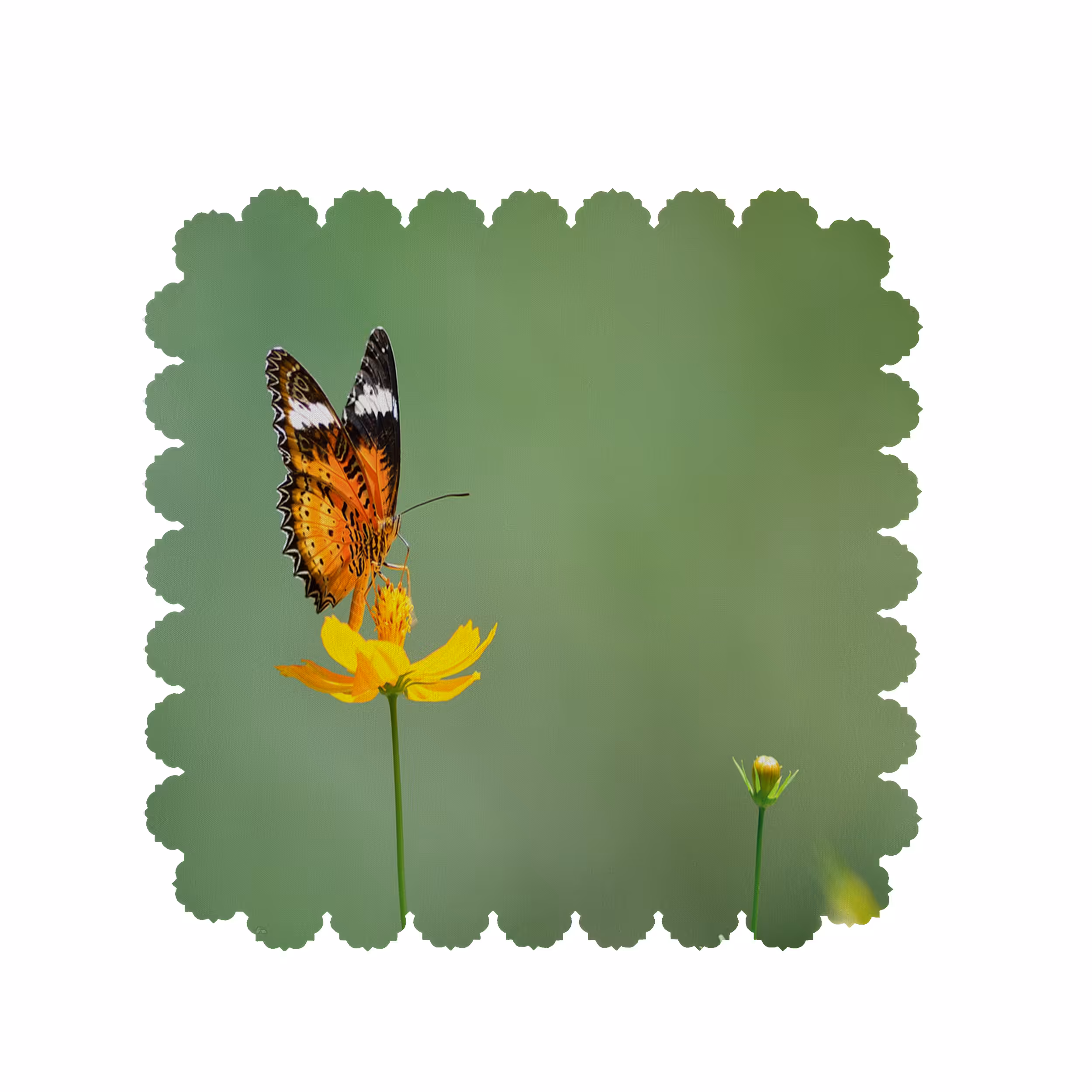 رومیزی طرح پروانه کد 6213B