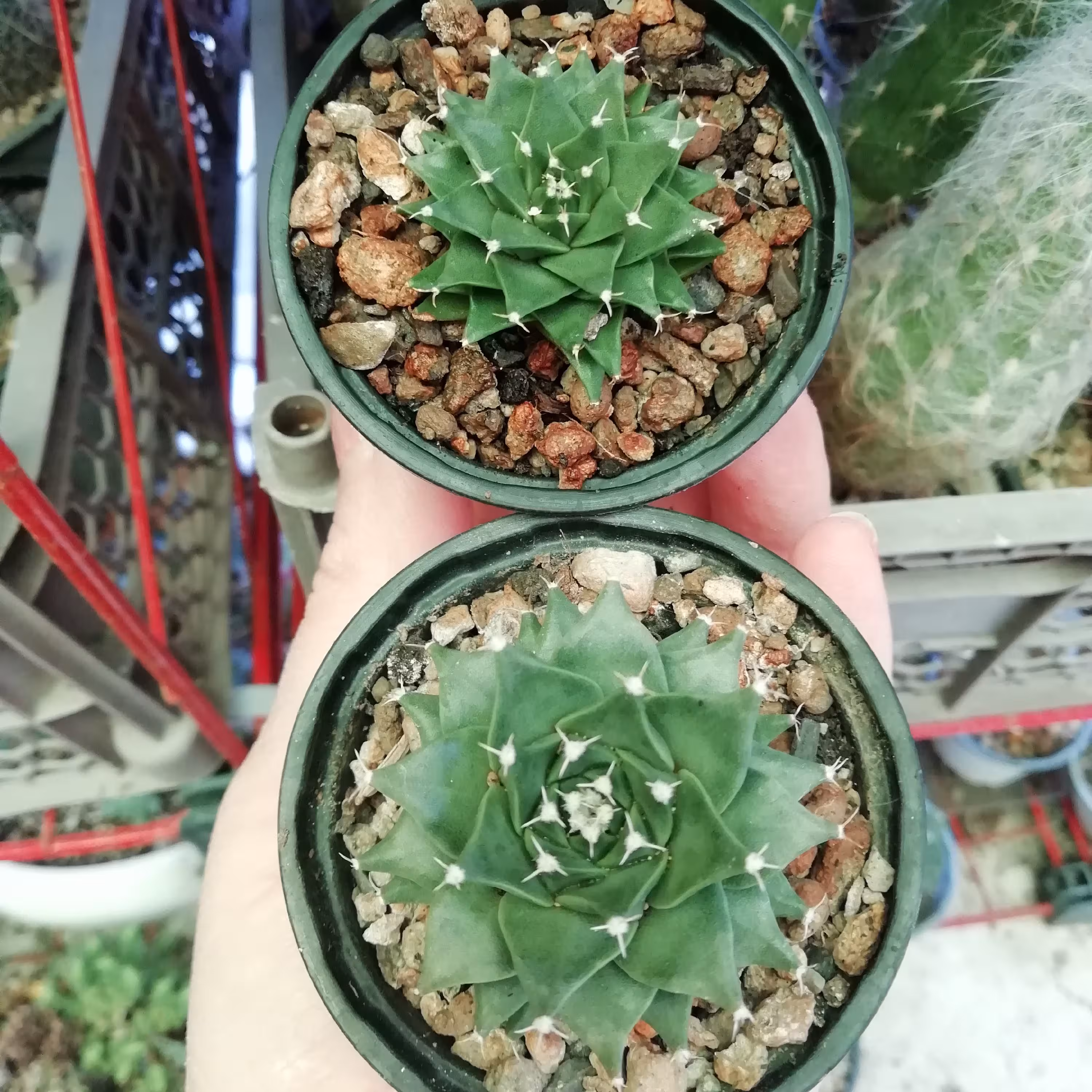 اوبرگونیا گلدان6، ریشه فابریک