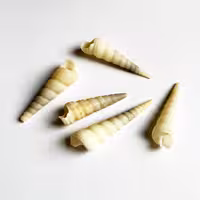 صدف طبیعی 5 عددی مدل shell 3020