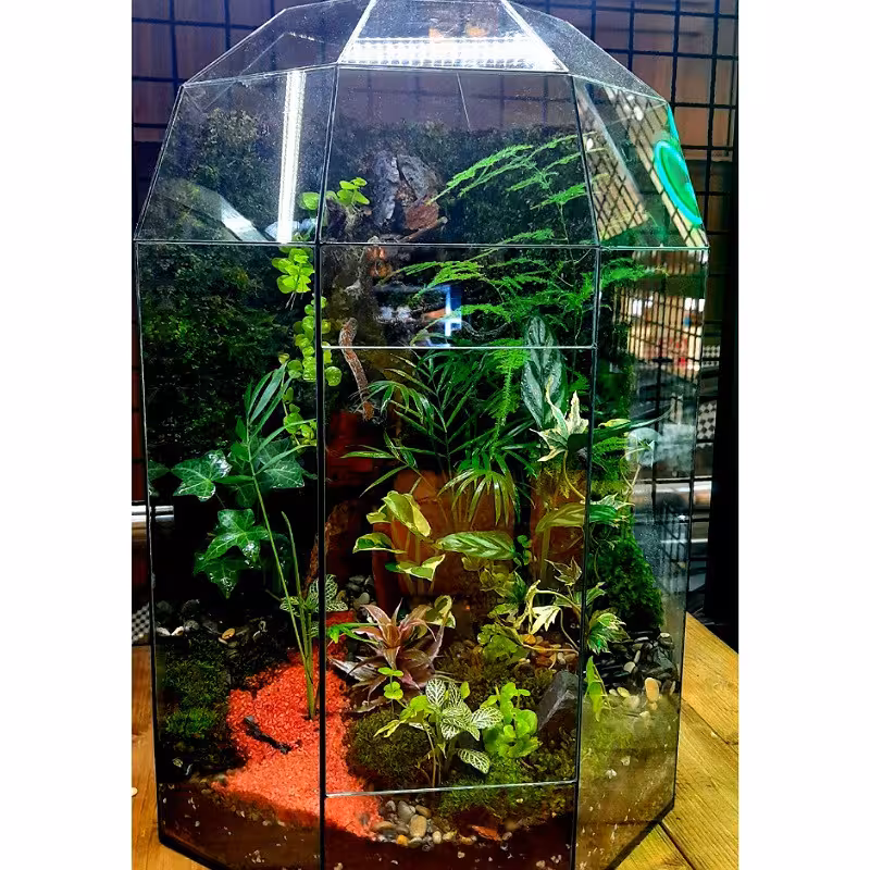 تراریوم موساریوم سایز بزرگ هدیه ای