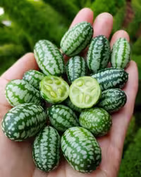 بذر خیار مکزیکی (cucumelon) مناسب ترشی
