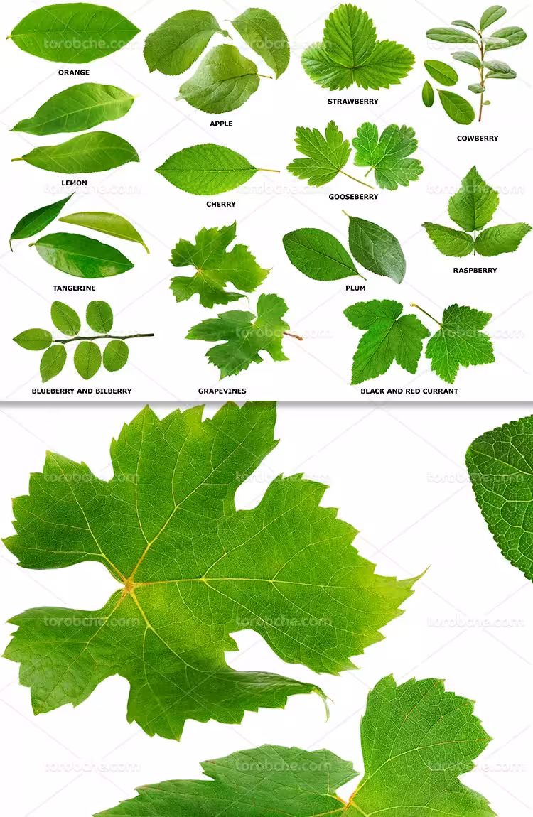 عکس انواع برگ با کیفیت | گرافیک با طعم تربچه
