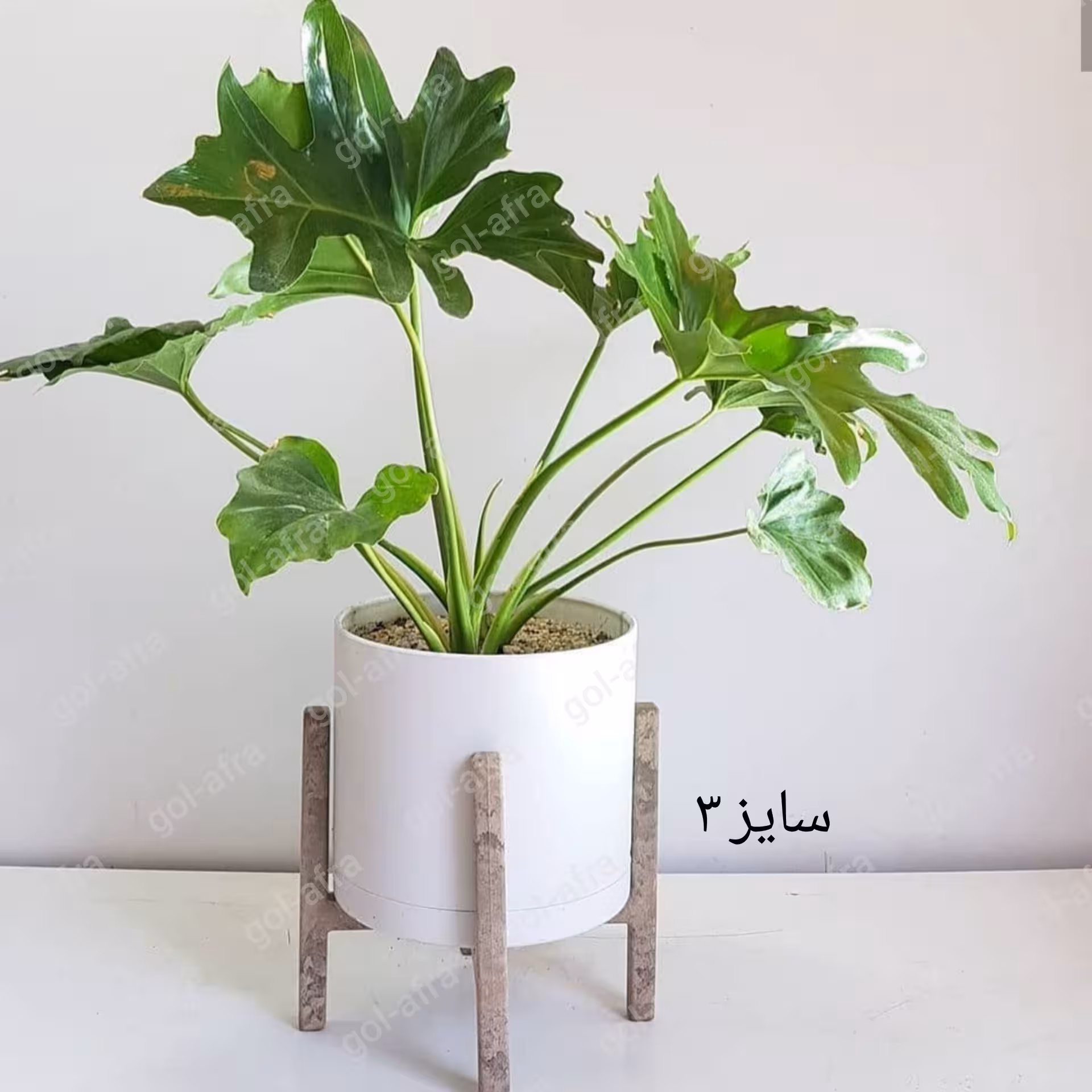 تک به قیمت عمده گلدان پلیمری استوانه ای سایز 3 قطر 20 سانت طوسی سفید مشکی 