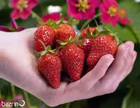 بذر توت فرنگی کاماروسا