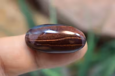 چشم ببر قرمز