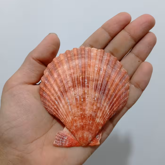 صدف دریایی کفه ای کنگره ای طبیعی و وارداتی با رنگ طبیعی 9 سانتی