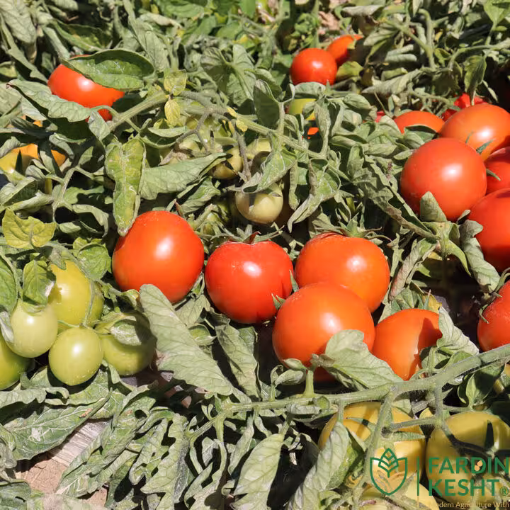 بذر گوجه فرنگی بتیسا هیبرید فضای باز گل سم بسته 10عددی