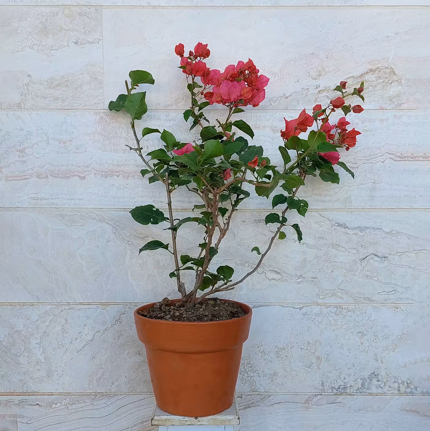 گل کاغذی مناسب تراس باغچه و حیاط با گلدان سفالی