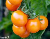 بذر گوجه فرنگی چری نارنجی درختی