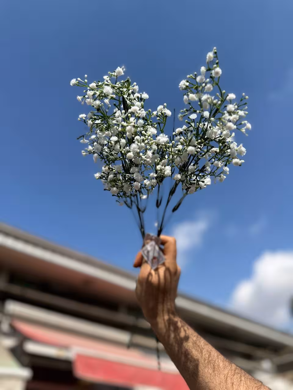 ژیپسوفیلا مصنوعی شاخه بلند