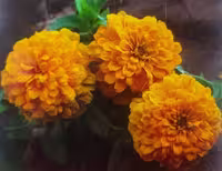 بذر آهار زرد