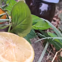 رب آلوچه ترش 