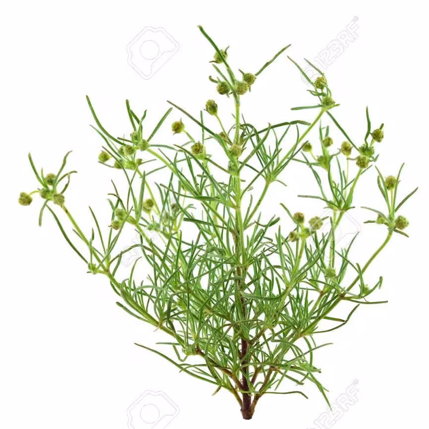 بذر اسفرزه پسیلیوم 5 گرمی
