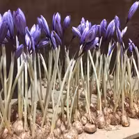 کشت زعفران به صورت هیدروپونیک و خاکی