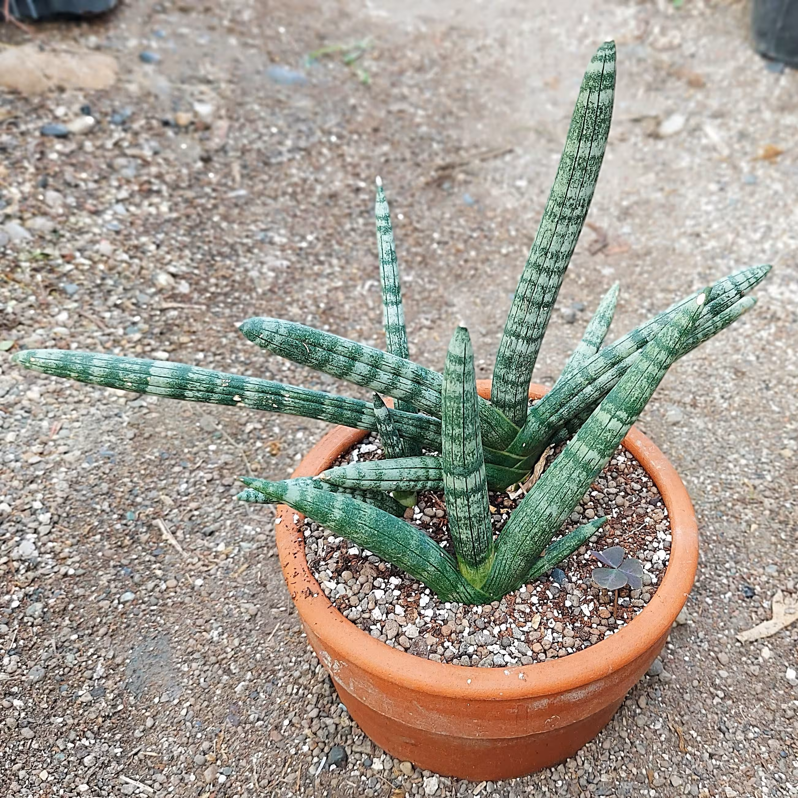 سانسوریا بونسل گلدان 18 سانتیمتر 