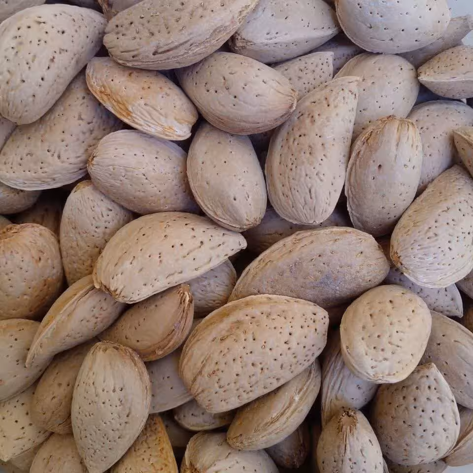 بادام سنگی درجه یک پرمغز بدون تلخ اعلا