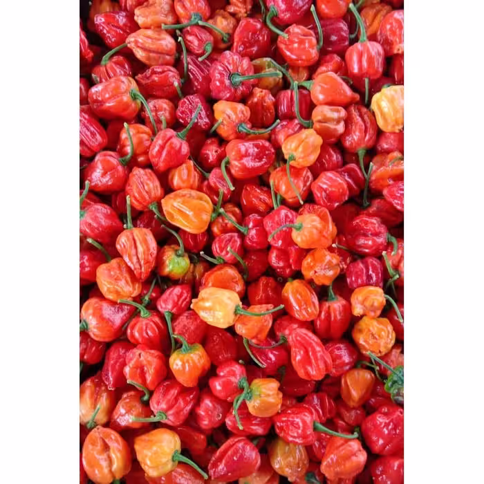 بذر فلفل تند و کمیاب اسکاتچ بانت نارنجی (Scotch Bonnet) 5 عددی
