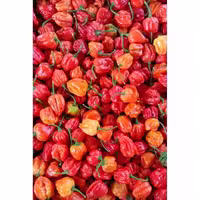 بذر فلفل تند و کمیاب اسکاتچ بانت نارنجی (Scotch Bonnet) 5 عددی