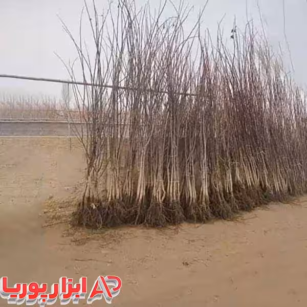 نهال گردو در رقم های مختلف