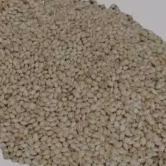 ارزن  درشت بیرجندی مخصوص پرندگان 500 گرمی