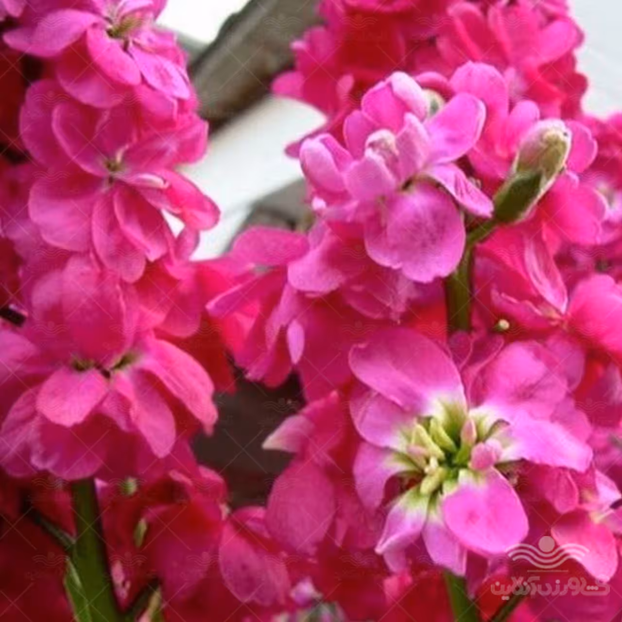 شب بو آمریکایی رز
