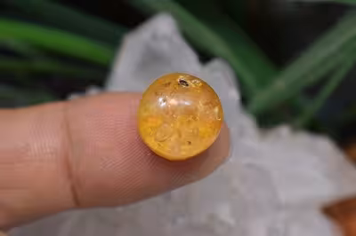 کهربا حشره دار