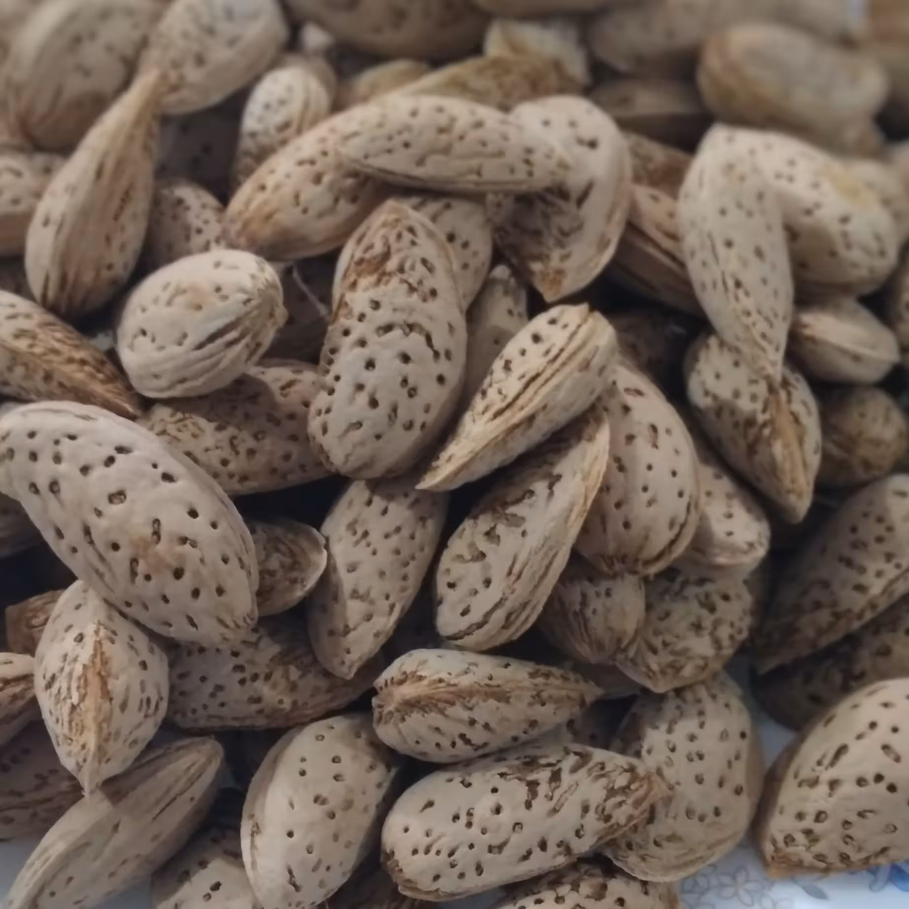 بادام سنگی با پوست