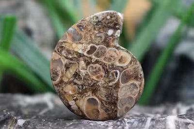 توریتلا اگات S1110