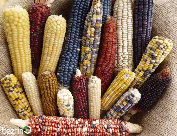 بذر ذرت رنگین کمانی