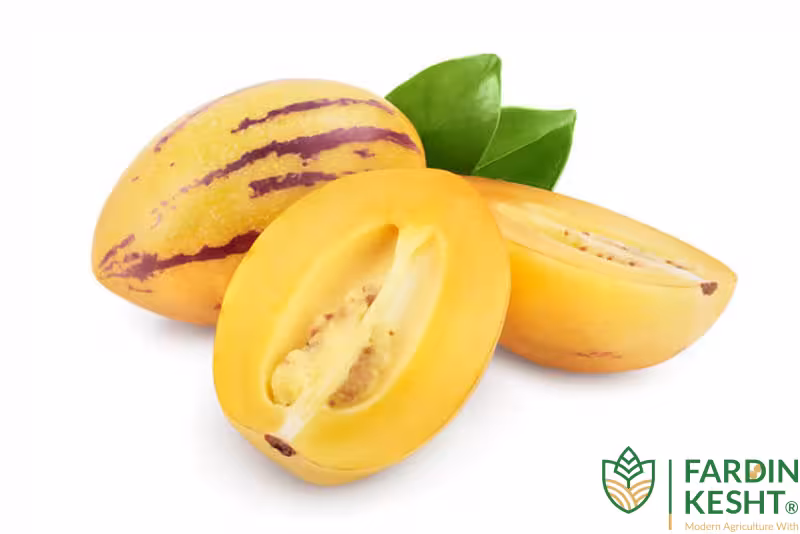 بذر پپینو زرد غول پیکر کانادایی بسته 3 عددی
