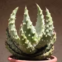 بذر آلوئه آکولاتا