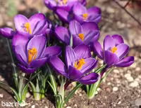 پیاز زعفران زینتی هلندی (5 عددی)