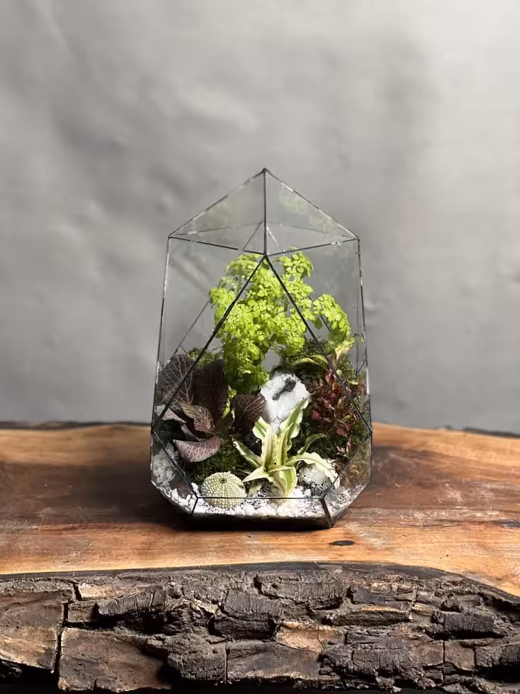 خرید تراریوم رطوبتی طرح توپولی ارسال فوری به تهران و سراسر ایران