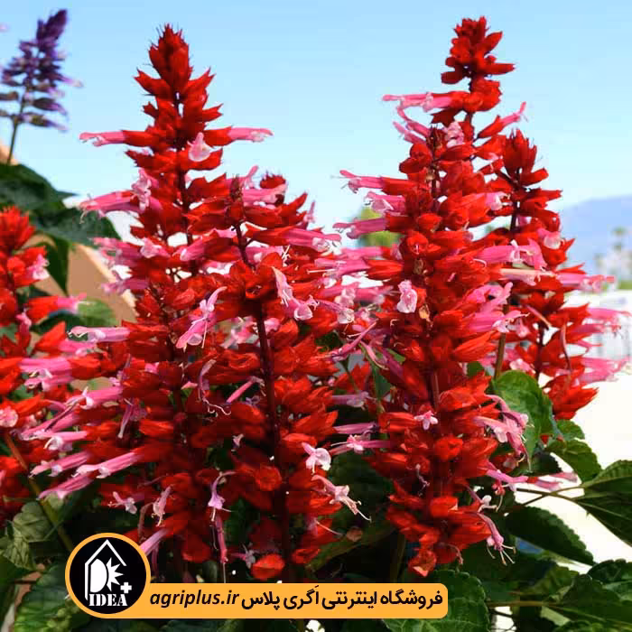 بذر گل سلوی بسته بندی خانگی
