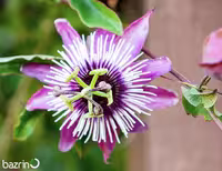 بذر گل ساعتی رونده صورتی