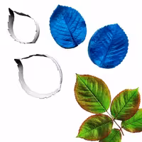 ست کاتر و وینر برگ گل