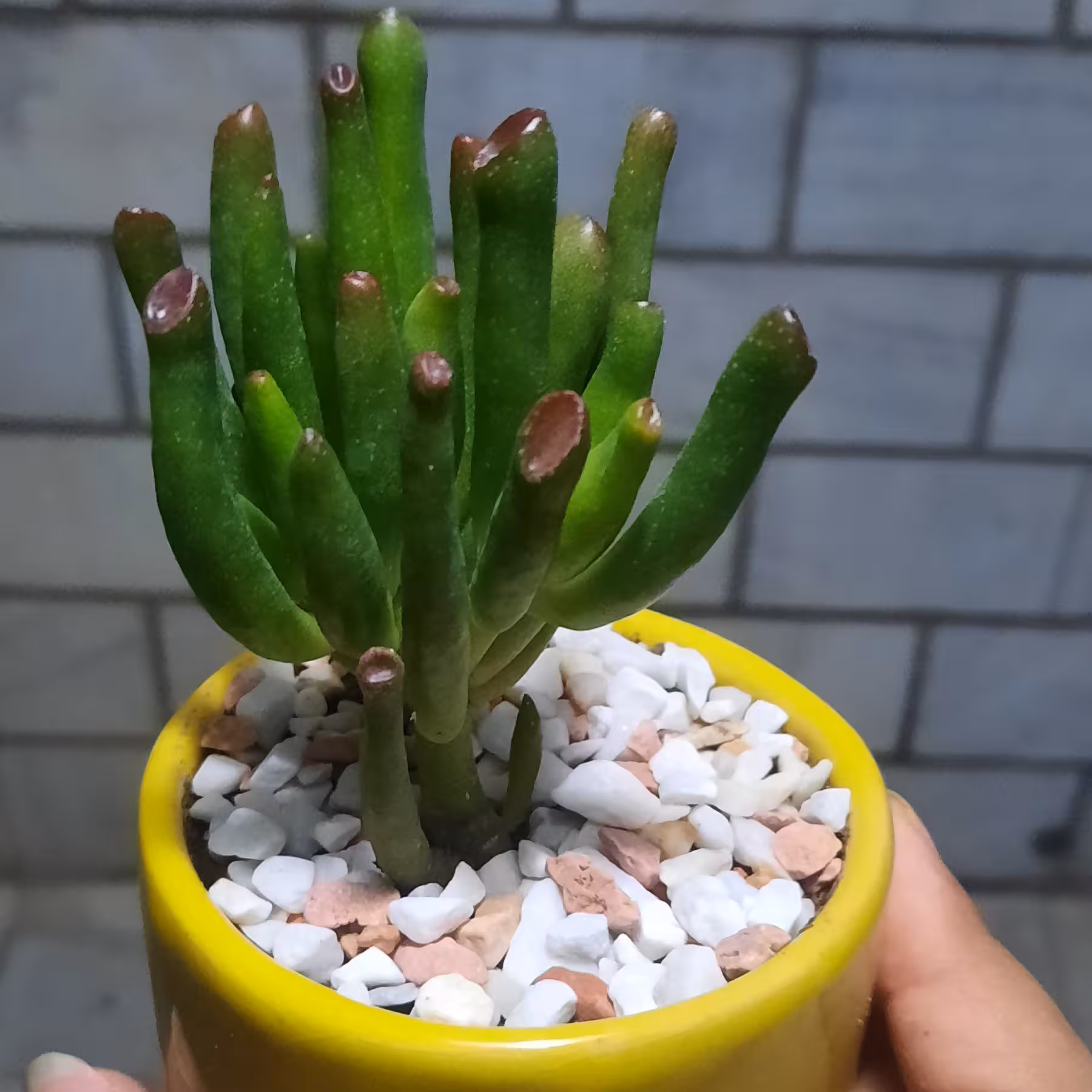 ساکولنت سم اسبی همراه با گلدان سرامیکی زرد سایز 6