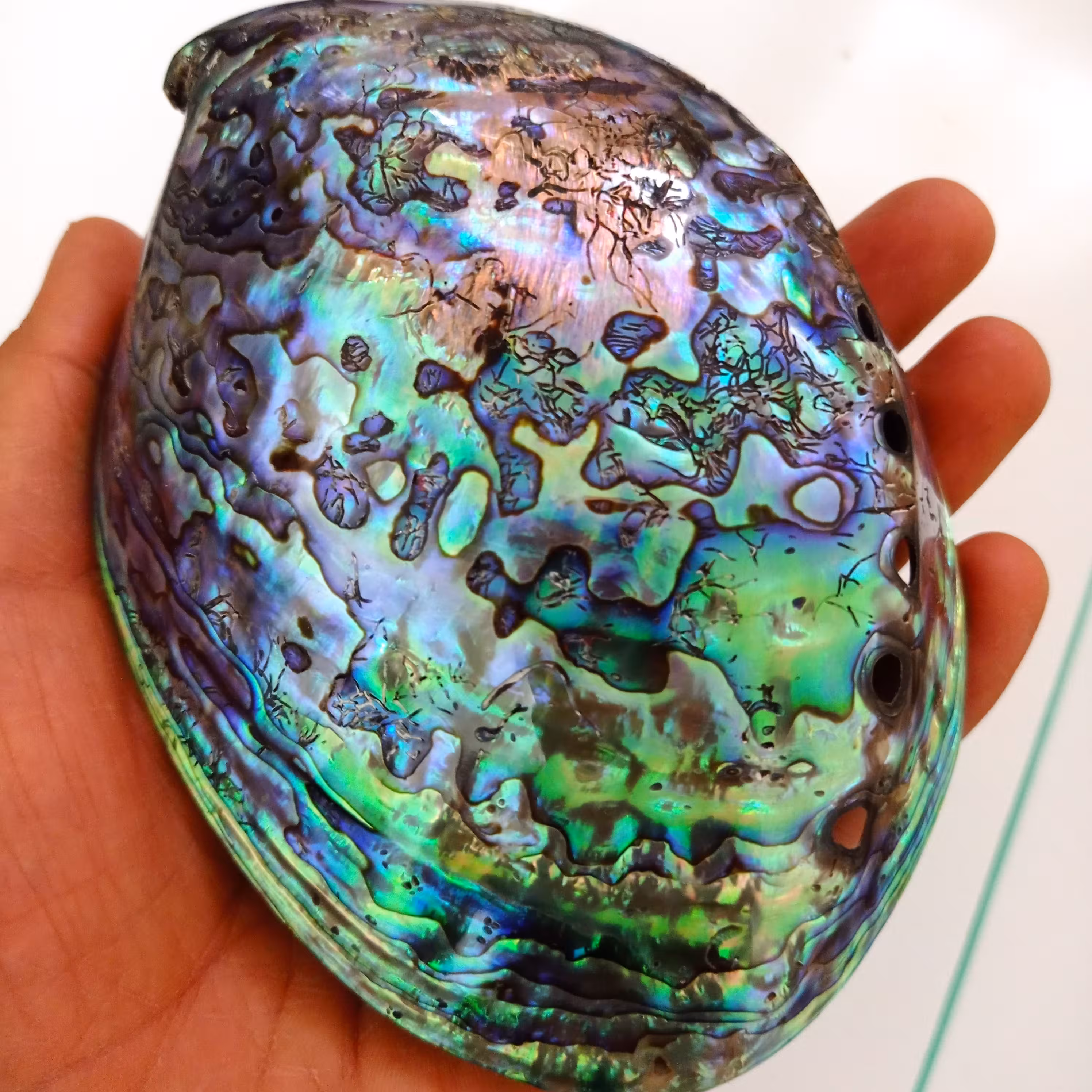 صدف آبالون سایز بزرگ رنگ سبز آبی 