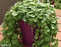 بذر چمن دایکوندرا