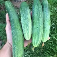 بذر خیار محلی  درختی گیلان