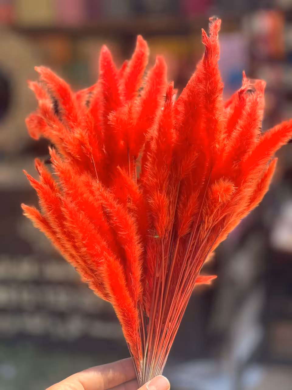 گل خشک دم روباهی نارنجی