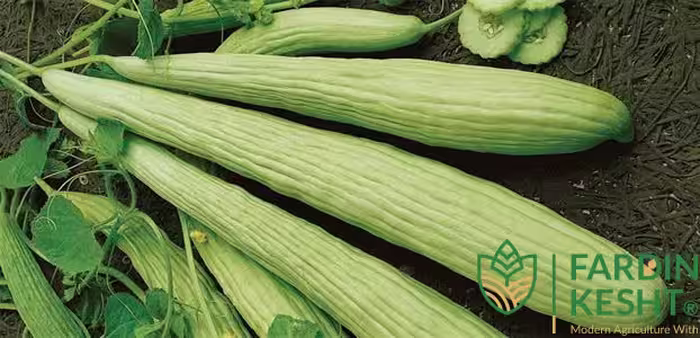 بذر خیار چمبر بسته 25 عددی