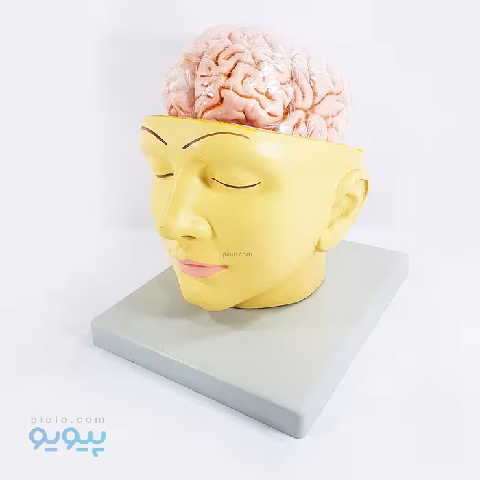 مولاژ مغز طرح سر انسان