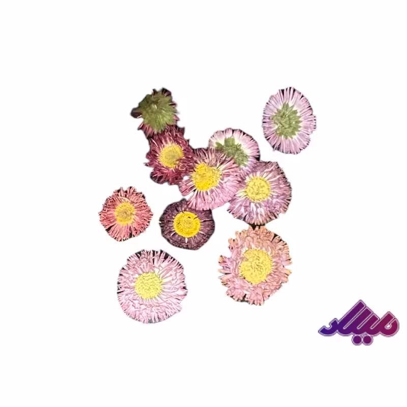 گل خشک دکمه ای بنفش G57