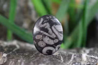 کرینوئید فسیل