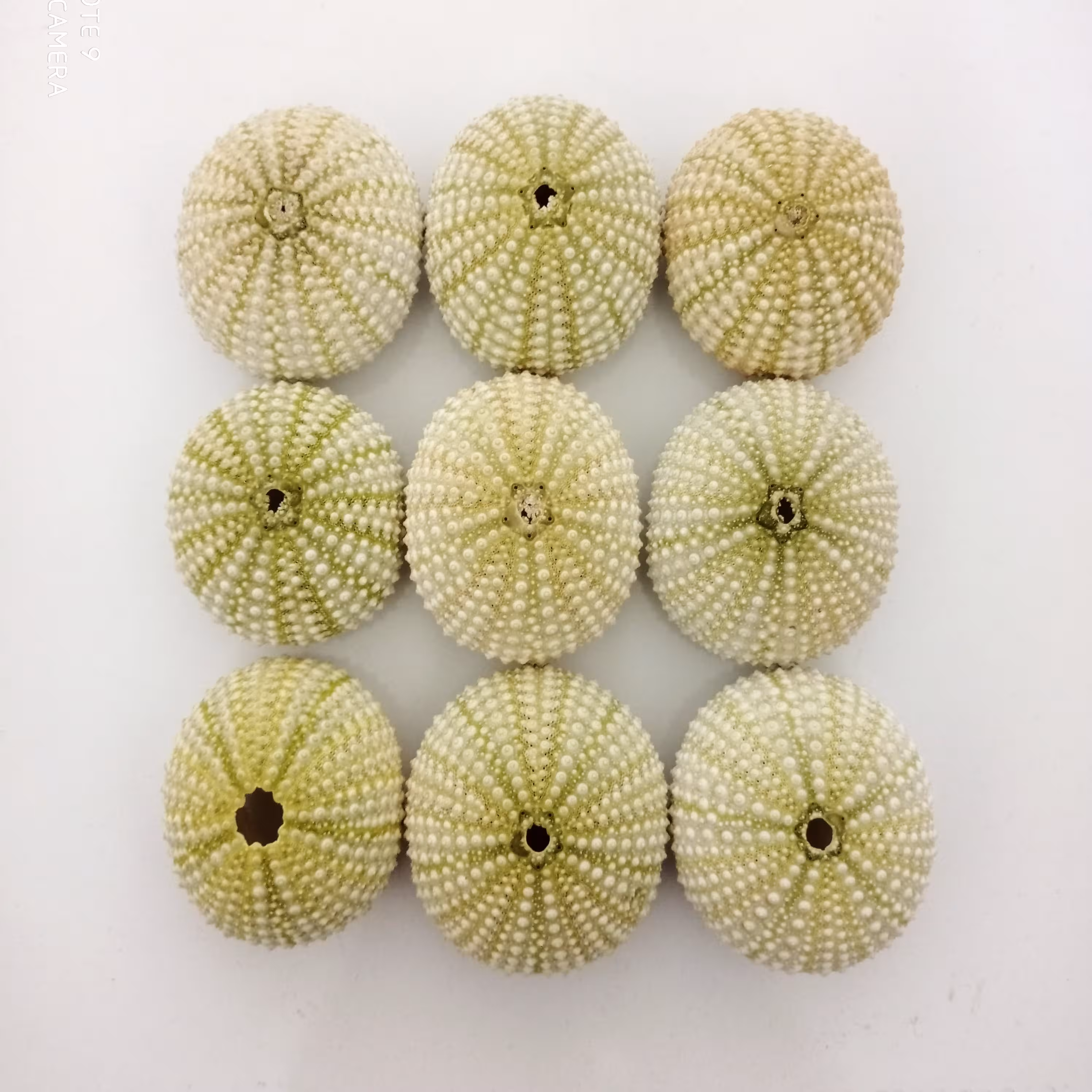 توتیا دریایی خلیج فارس سایز بزرگ رنگ سبز پک 10 عددی