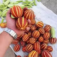 بذر هندوانه